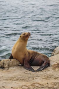 Una foca